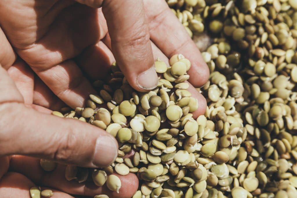 A handful of lentils